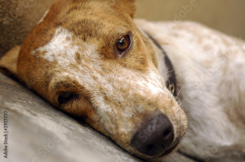 Sad Dog Sleeping