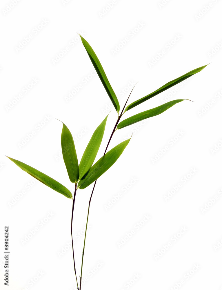 bamboo leaves isolated on white background bamboo leaves isolated on white background