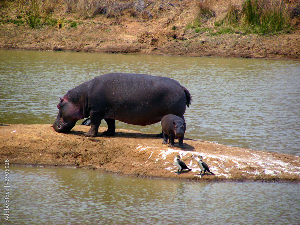 Fototapeta premium Hippo with a baby on the islet