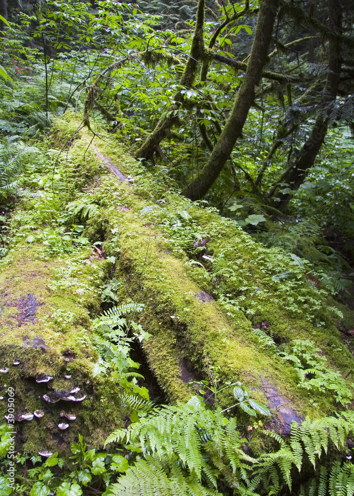 Thick plant and tree growth in a wet forest Thick plant and tree growth in a wet forest