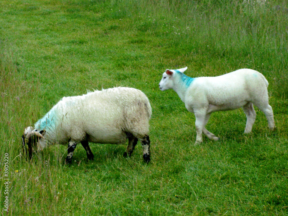 moutons moutons