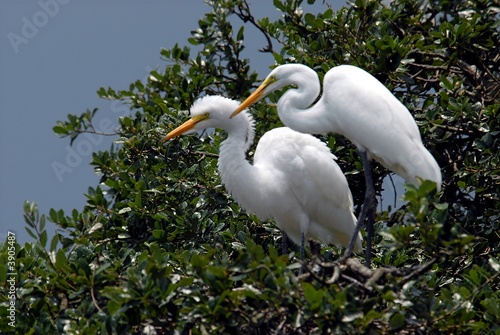 Photography Wading Birds