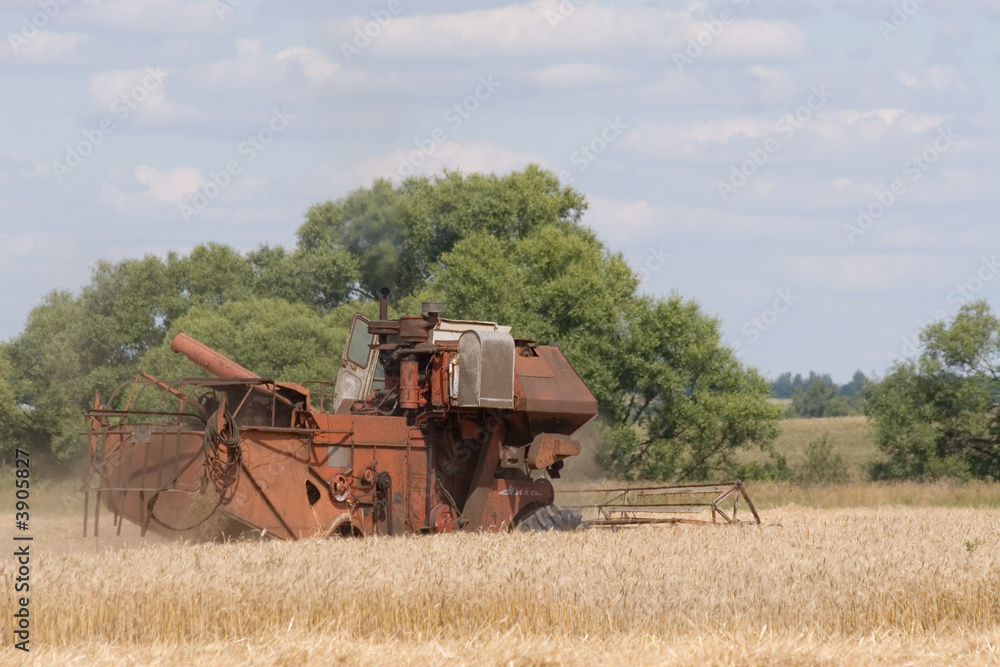 Fototapeta premium harvester combine working