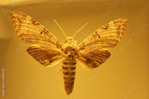 Fototapet Amber moth
