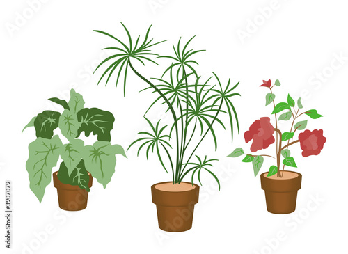 Decorating Plants with Clip...