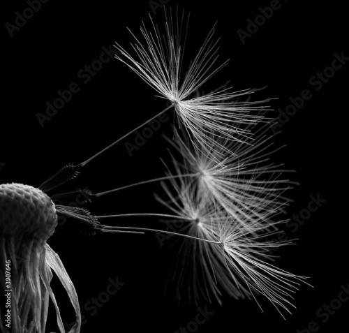 blowball