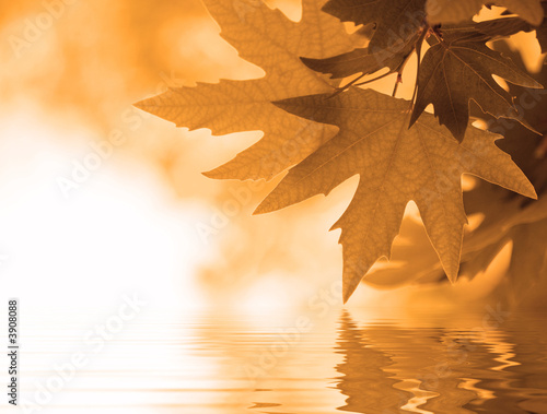 autumn leaves reflecting in the water, shallow focus