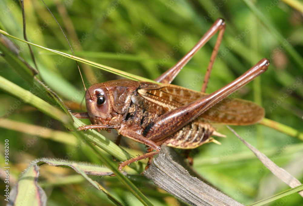 The big brown grasshopper sits in a green grass The big brown grasshopper sits in a green grass