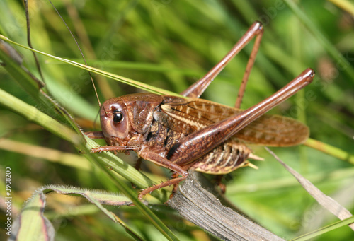 The big brown grasshopper sits in a green grass