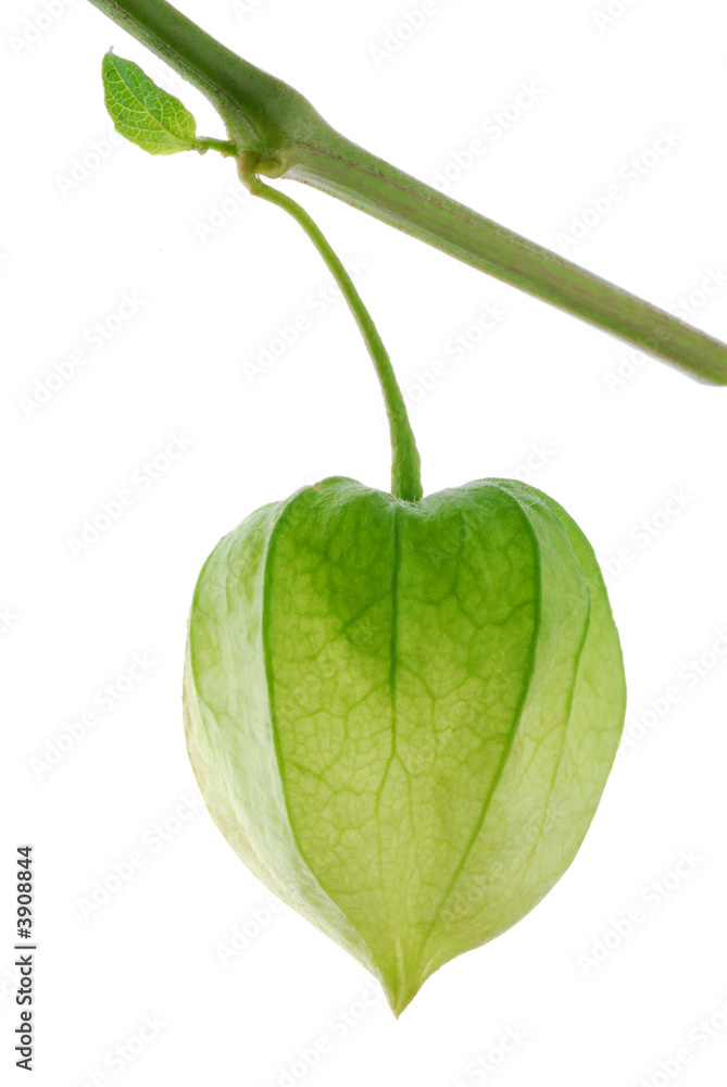 green physalis