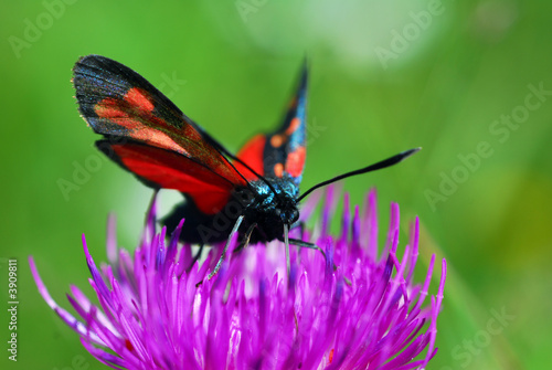 Papillon rouge et noir © Richard Villalon