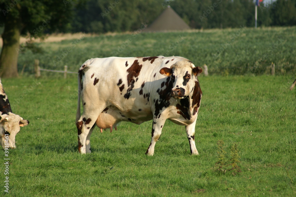 Vache normande