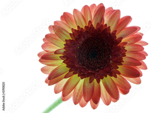 Gerbera Daisy