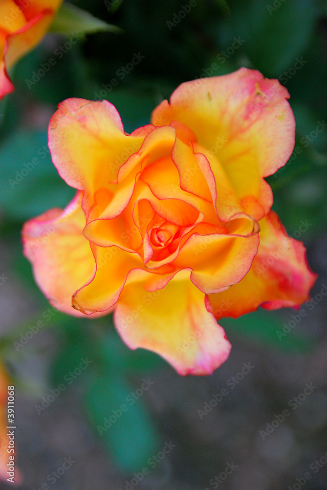 Zarte Rose Zarte Rose