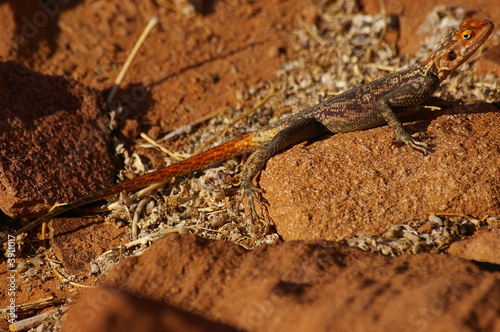 Namibian rock Agama (Agama planiceps)