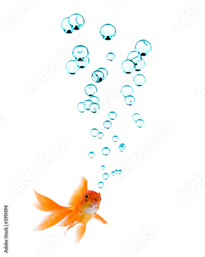 Murais de parede High resolution image of goldfish with bubbles.