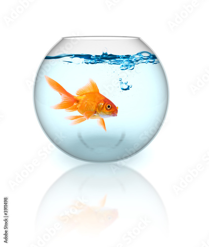 Goldfish in the bowl with bubbles