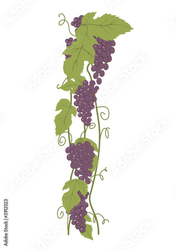  Grapes