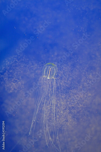 Photography Jellyfish