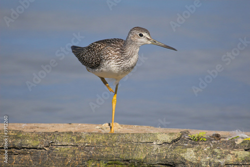 Yellowlegs photo