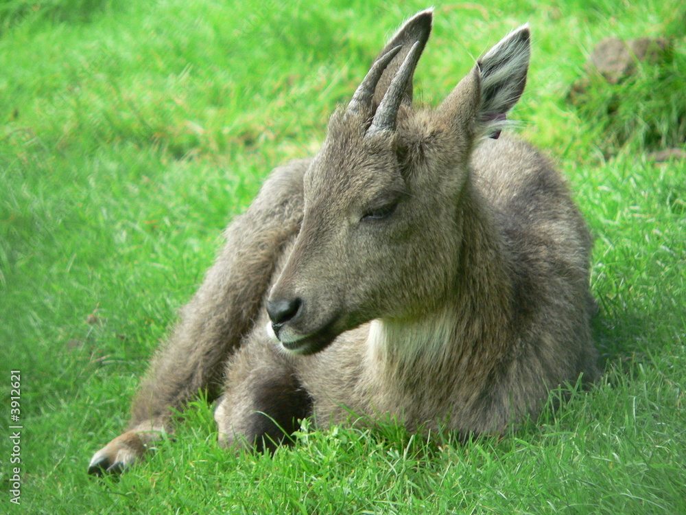 Resting Deer Resting Deer