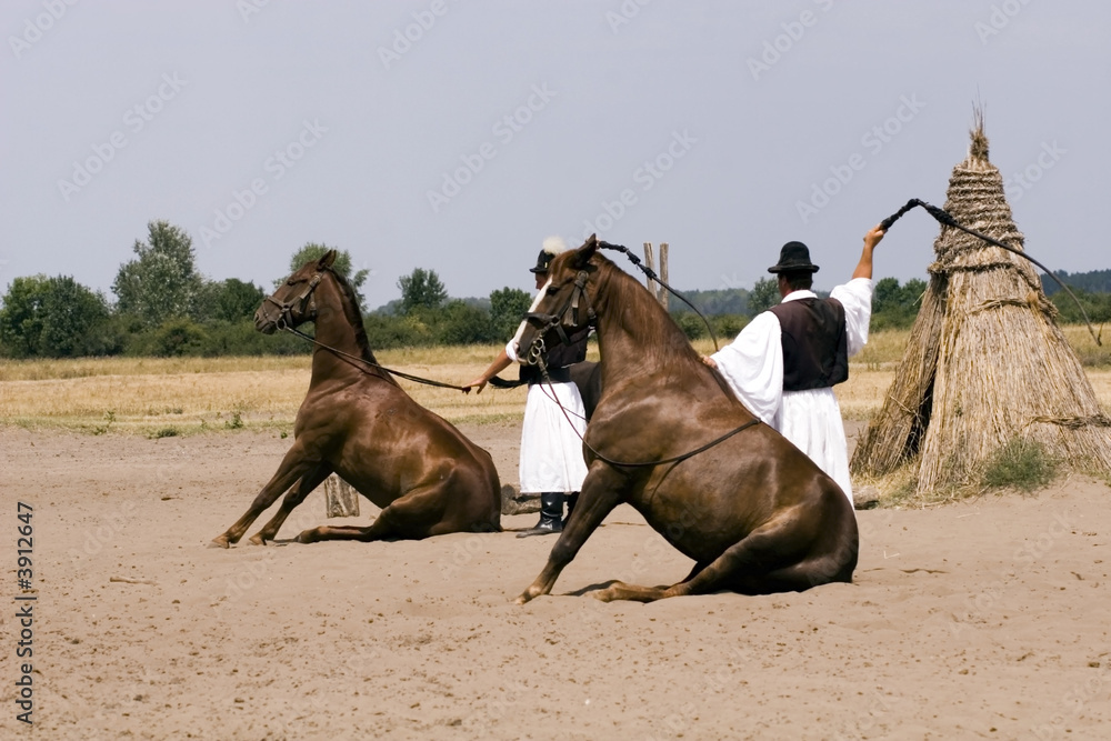 Naklejka premium Horse