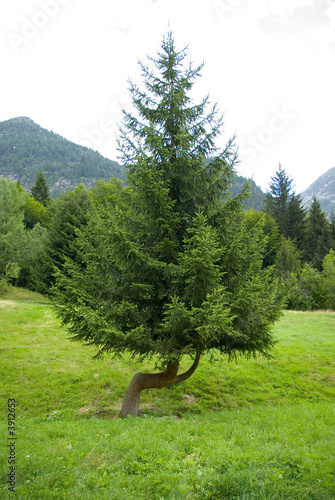 Albero curvo