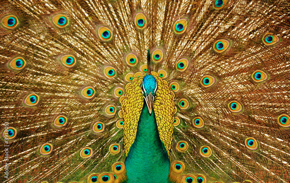 Obraz premium Beautiful peacock