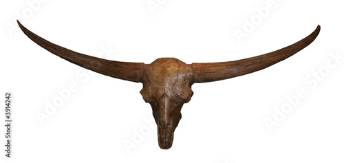 Long-Horn Bull Skull