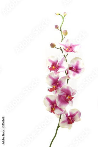 Fuchsia orchid on white background