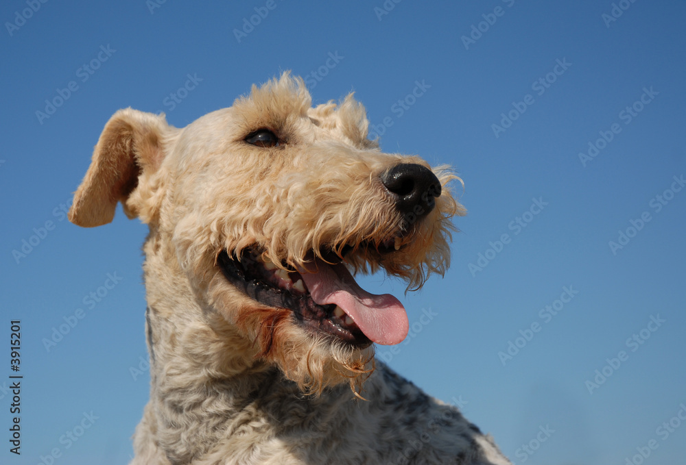 fox terrier fox terrier
