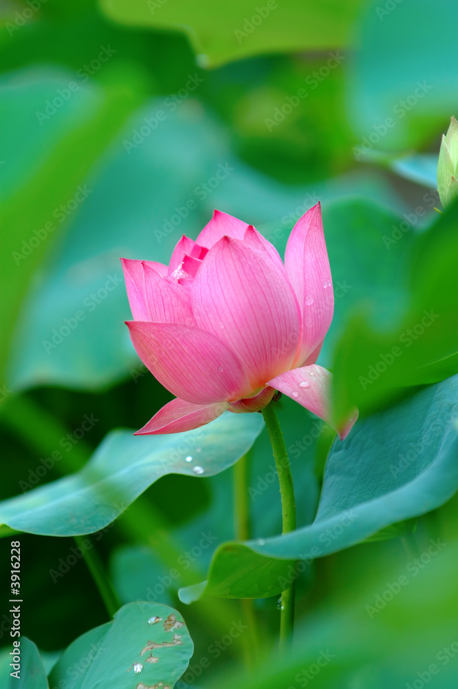 Lotus flower