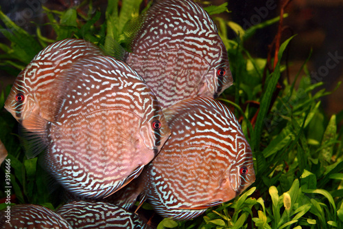 Süßwasseraquarium