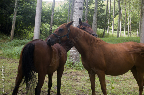Chevaux en forêt