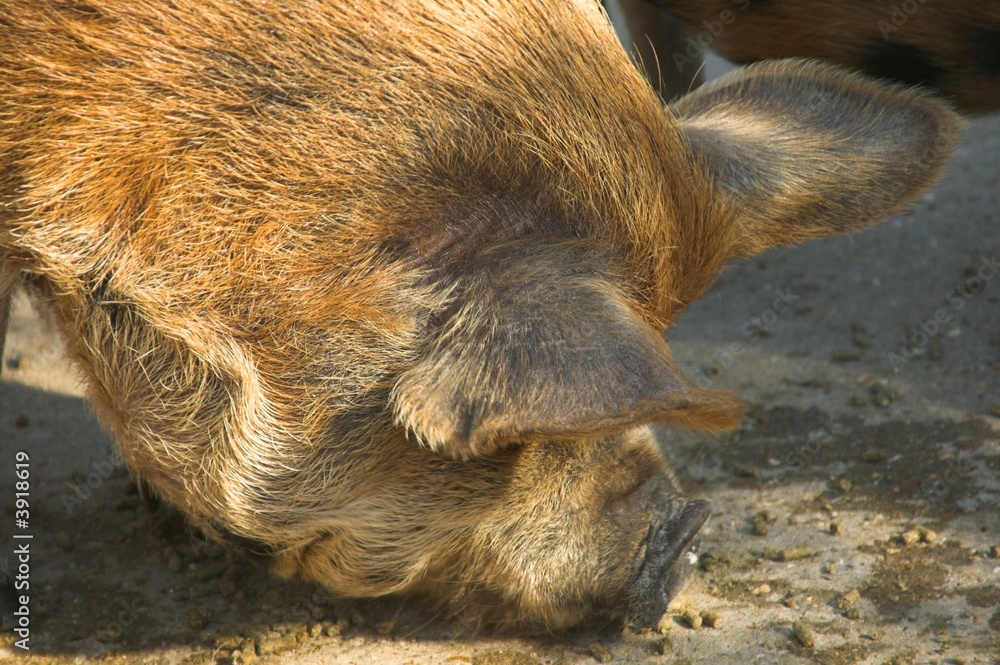 Obraz premium Kune Kune Pig