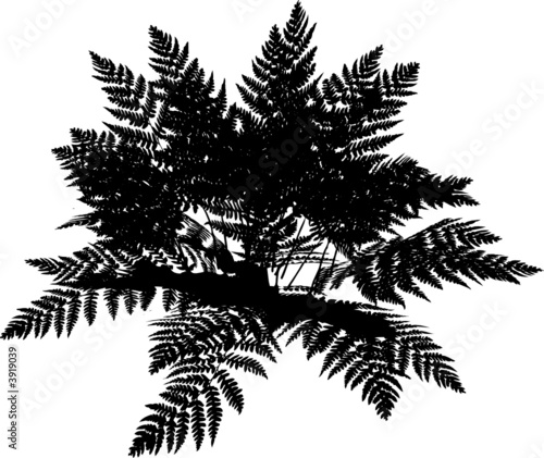Fern silhouette