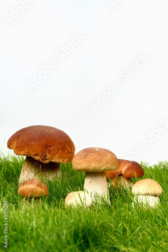 Mushrooms in grass and on white background
