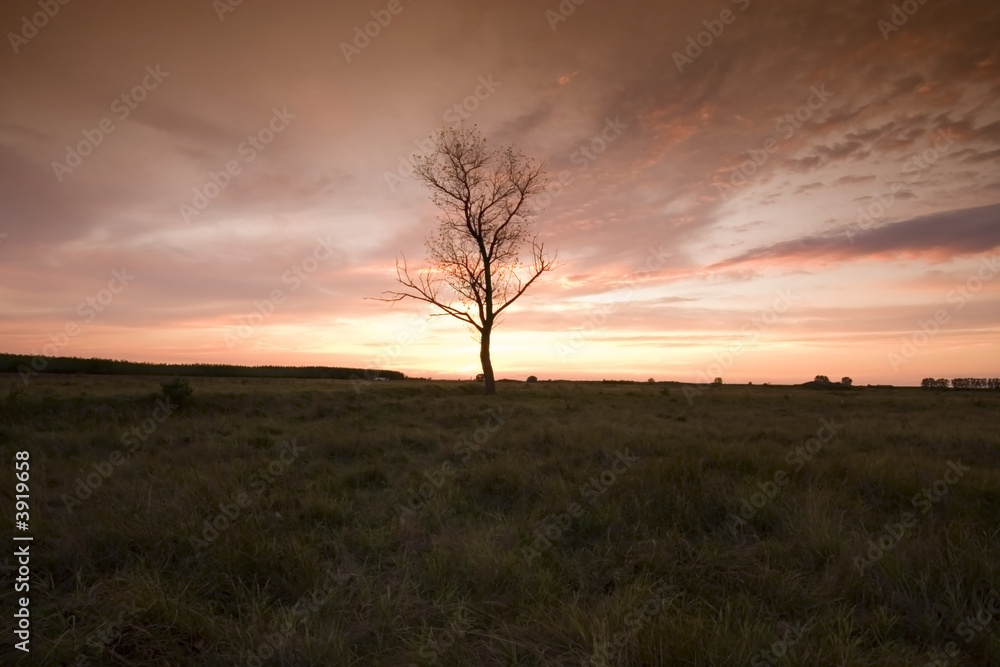 Sunset wiht a tree Sunset wiht a tree