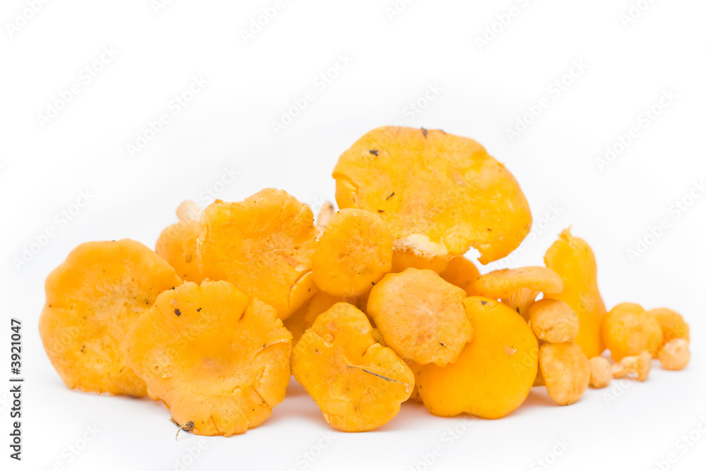 chanterelles chanterelles