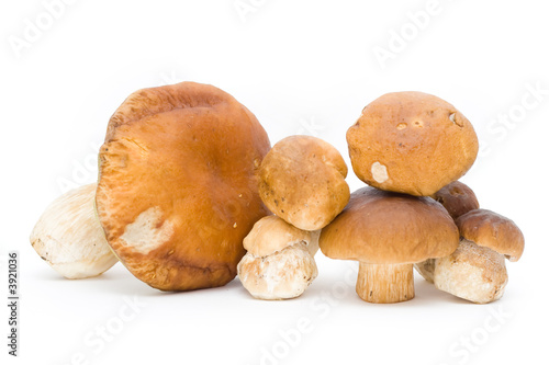 ceps