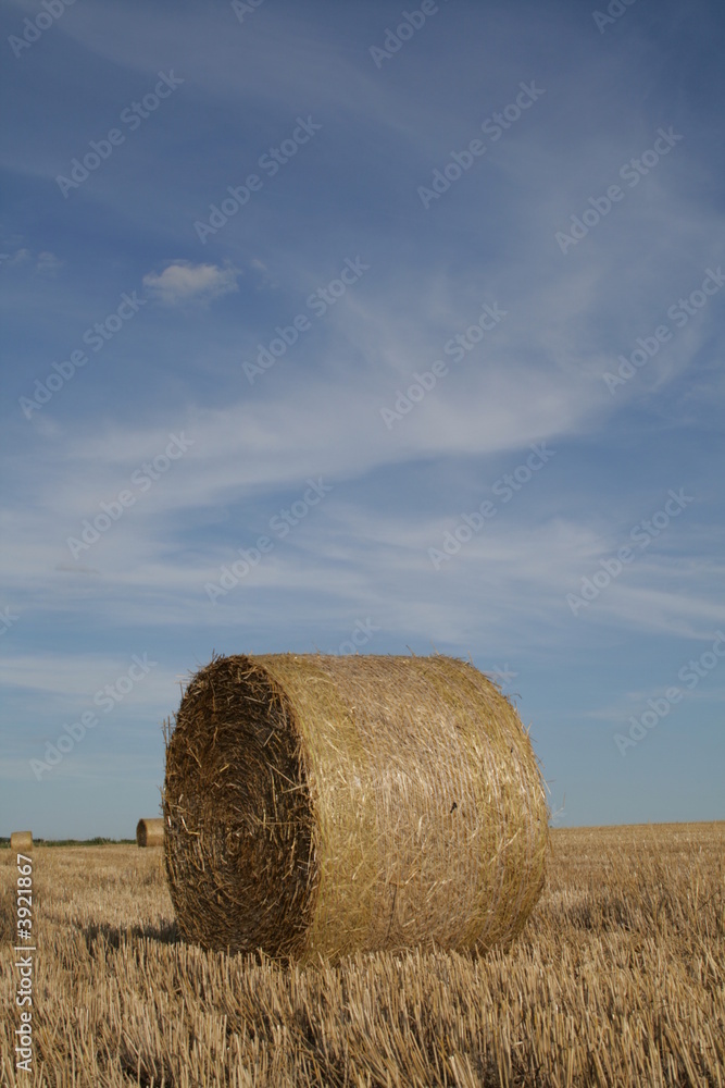 ernte ernte