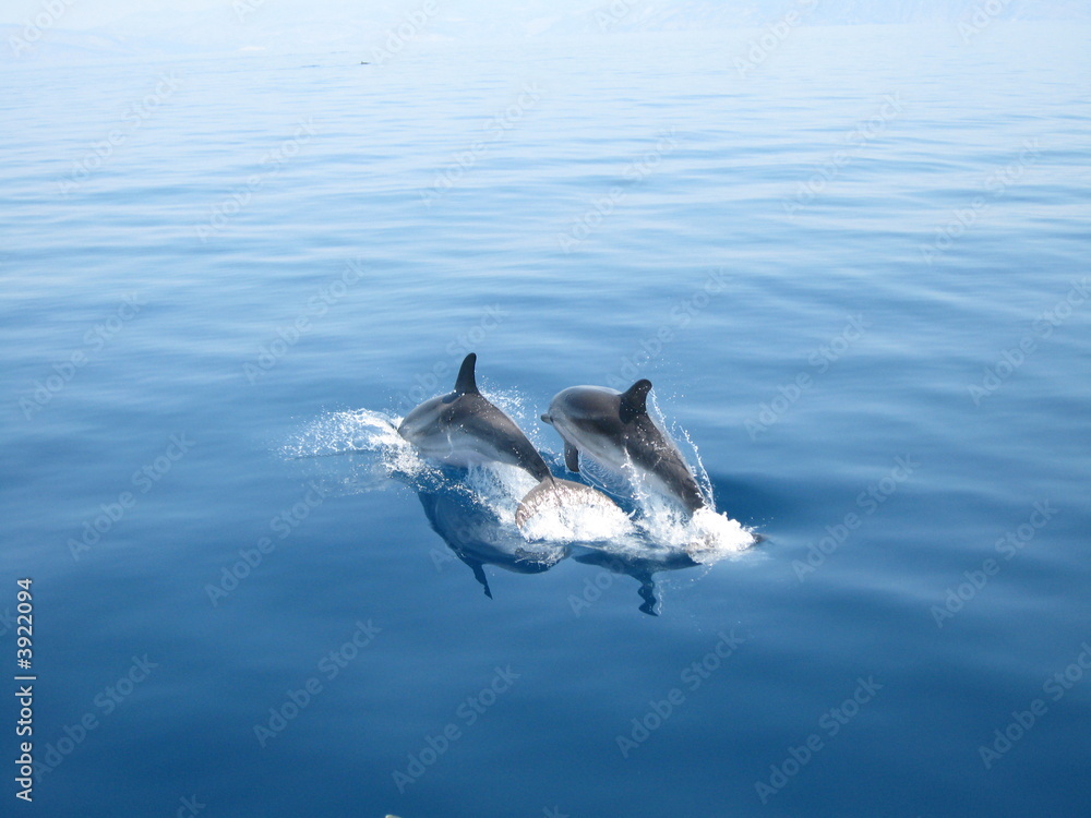 Naklejka premium Dauphins golf de Corinthe