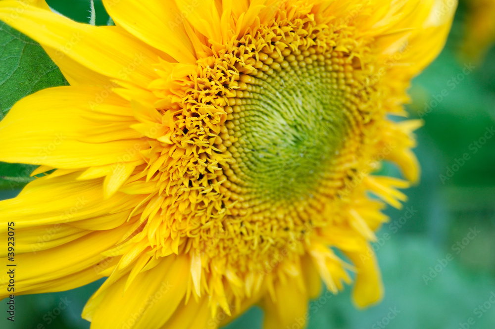 sunflower close-up sunflower close-up