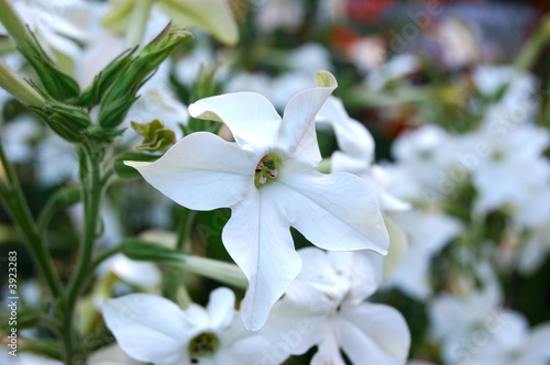 Nicotiana L