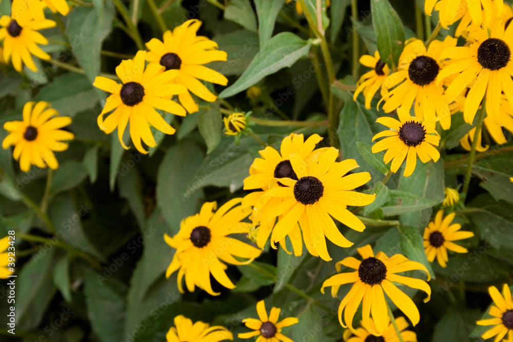 Yellow and Brown Cone Flowers, Also Known as Echinacea Yellow and Brown Cone Flowers, Also Known as Echinacea