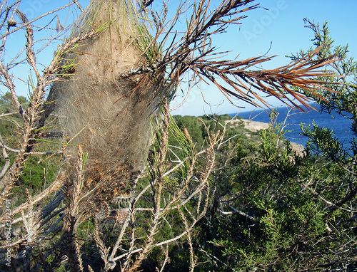 Processionary nest on a pine-tree photo