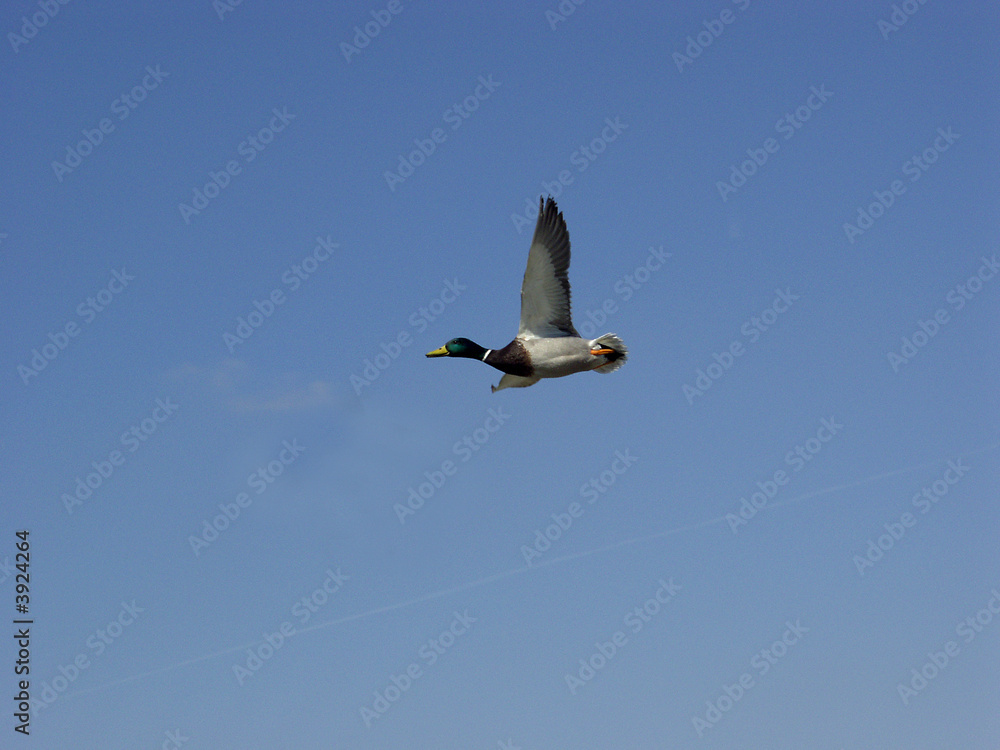Fototapeta premium Fliegende Ente