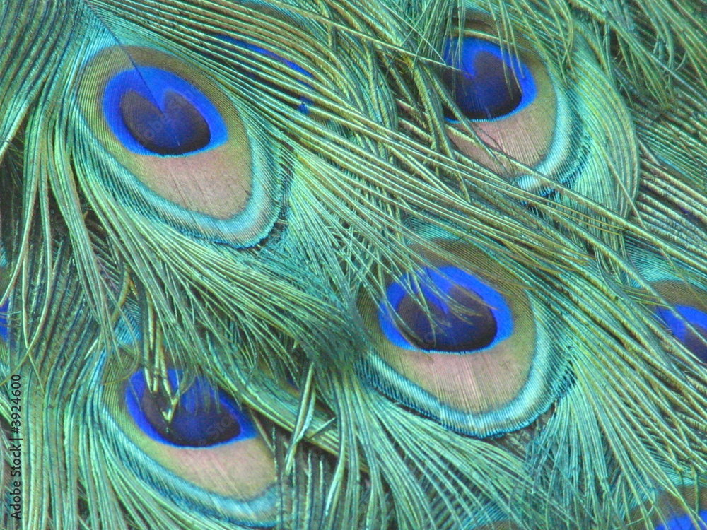 Fototapeta premium Peacock eye feathers
