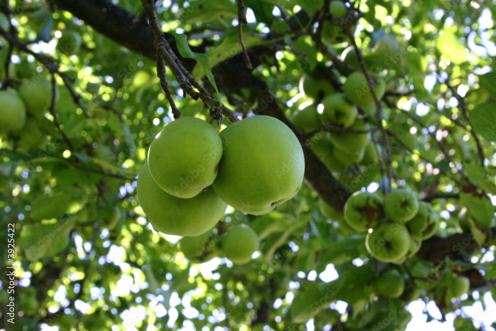 Green Apple Grow in Autumn Orchard