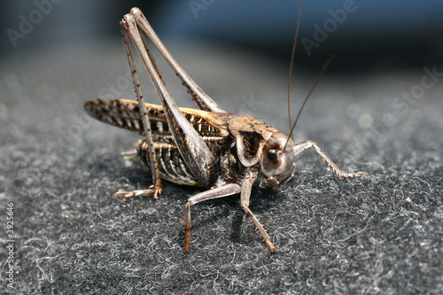 grasshopper  © YURY MARYUNIN